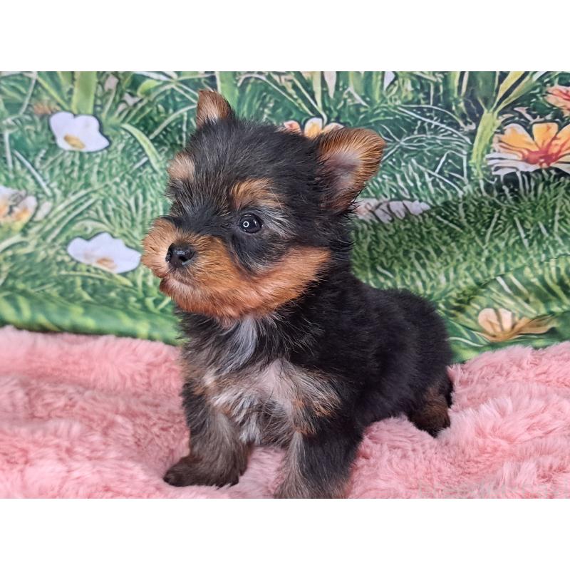 商談中の愛知県のヨークシャーテリア-429305の12枚目