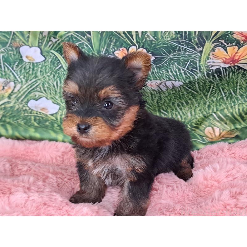 商談中の愛知県のヨークシャーテリア-429305の11枚目