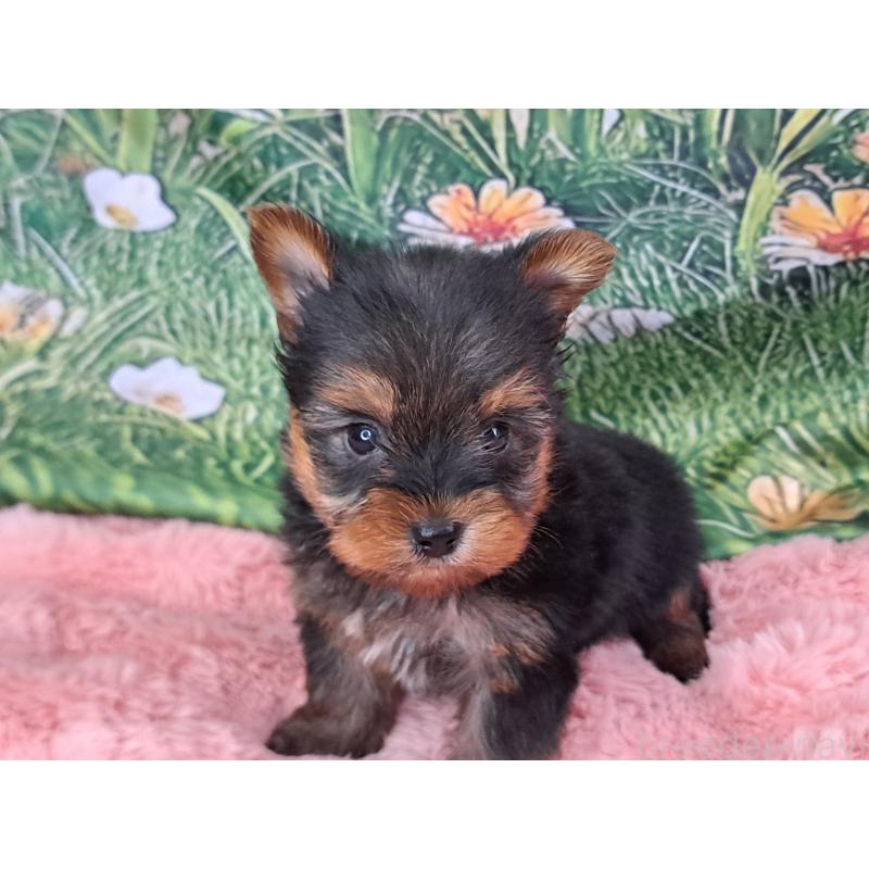 販売中の愛知県のヨークシャーテリア-429305