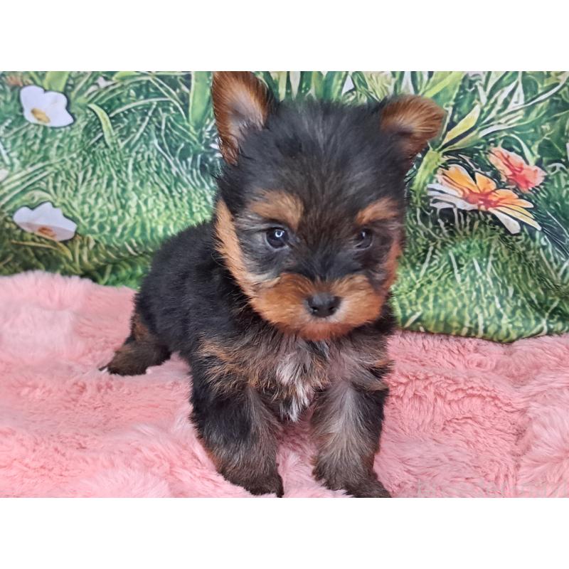 商談中の愛知県のヨークシャーテリア-429305の9枚目