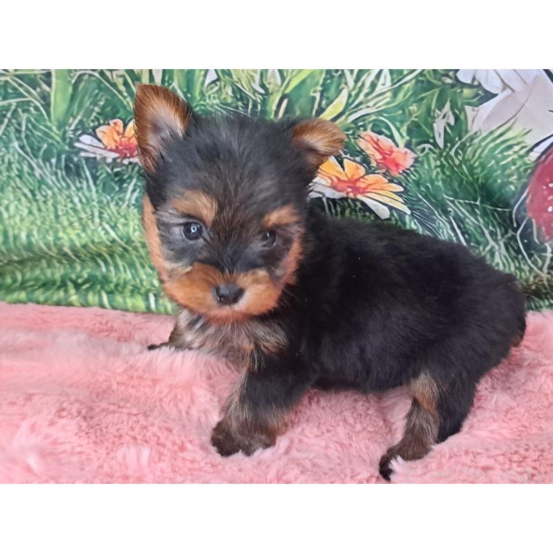 商談中の愛知県のヨークシャーテリア-429305の8枚目