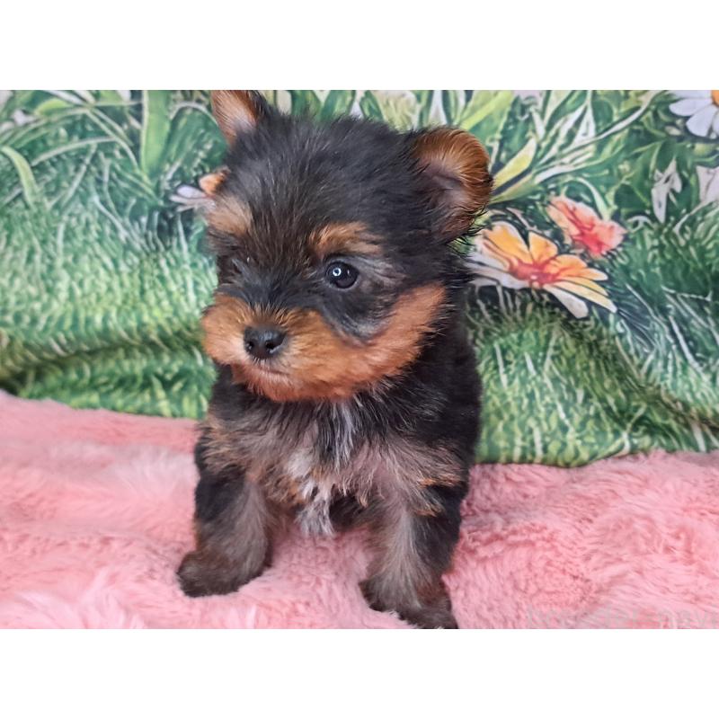 商談中の愛知県のヨークシャーテリア-429305の6枚目