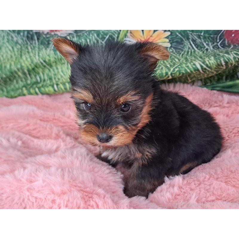 商談中の愛知県のヨークシャーテリア-429305の5枚目