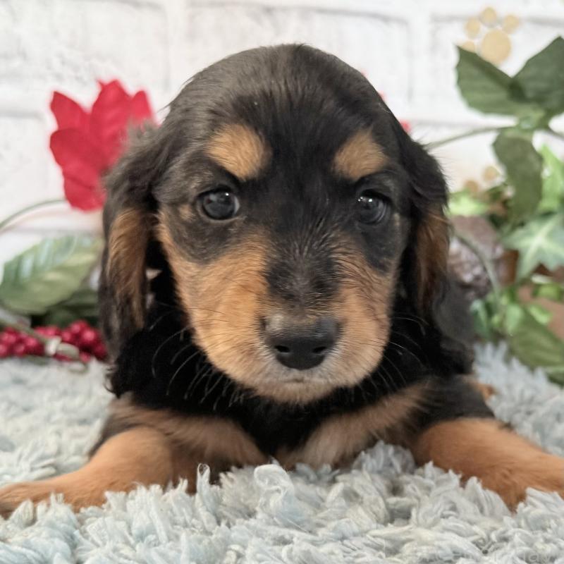 販売中の埼玉県のミニチュアダックスフンド(ロングヘアード)-434170の10枚目