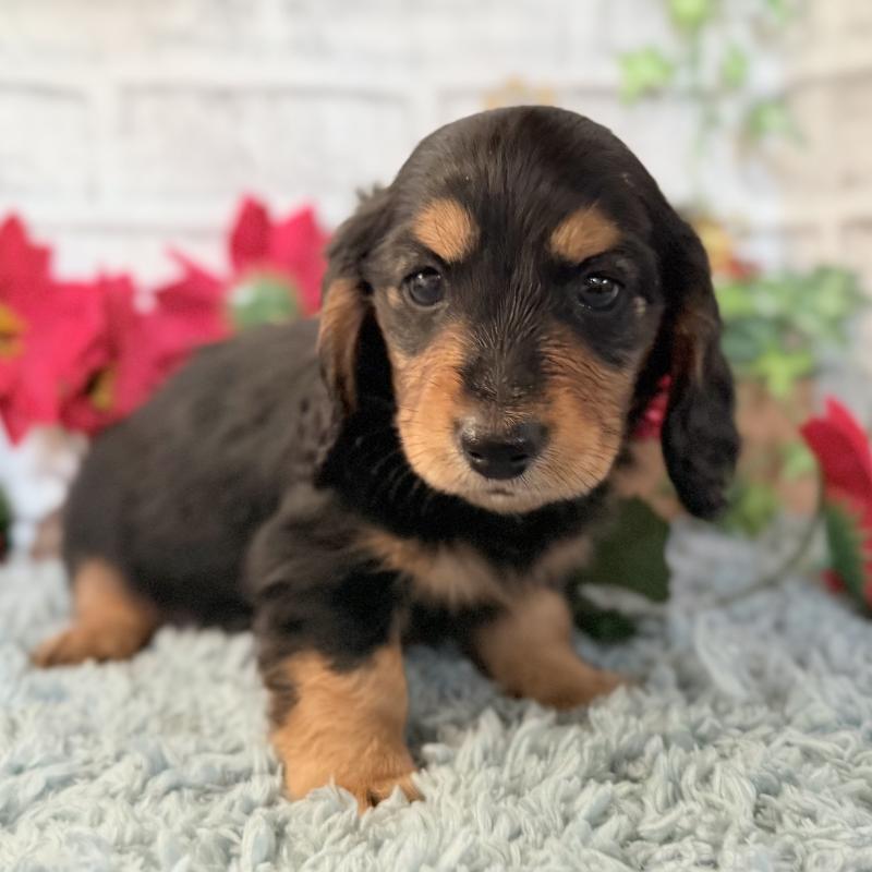 販売中の埼玉県のミニチュアダックスフンド(ロングヘアード)-434170の1枚目