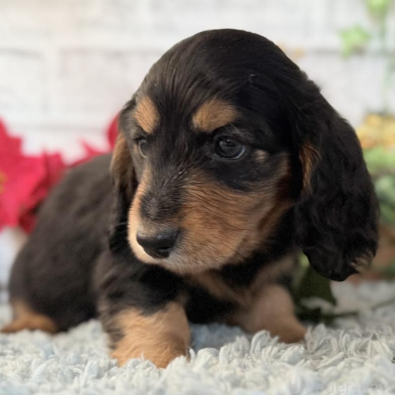 販売中の埼玉県のミニチュアダックスフンド(ロングヘアード)-434170の9枚目