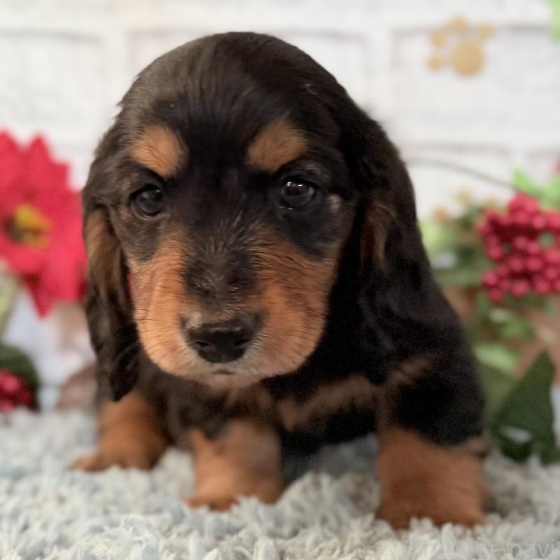 販売中の埼玉県のミニチュアダックスフンド(ロングヘアード)-434170の8枚目