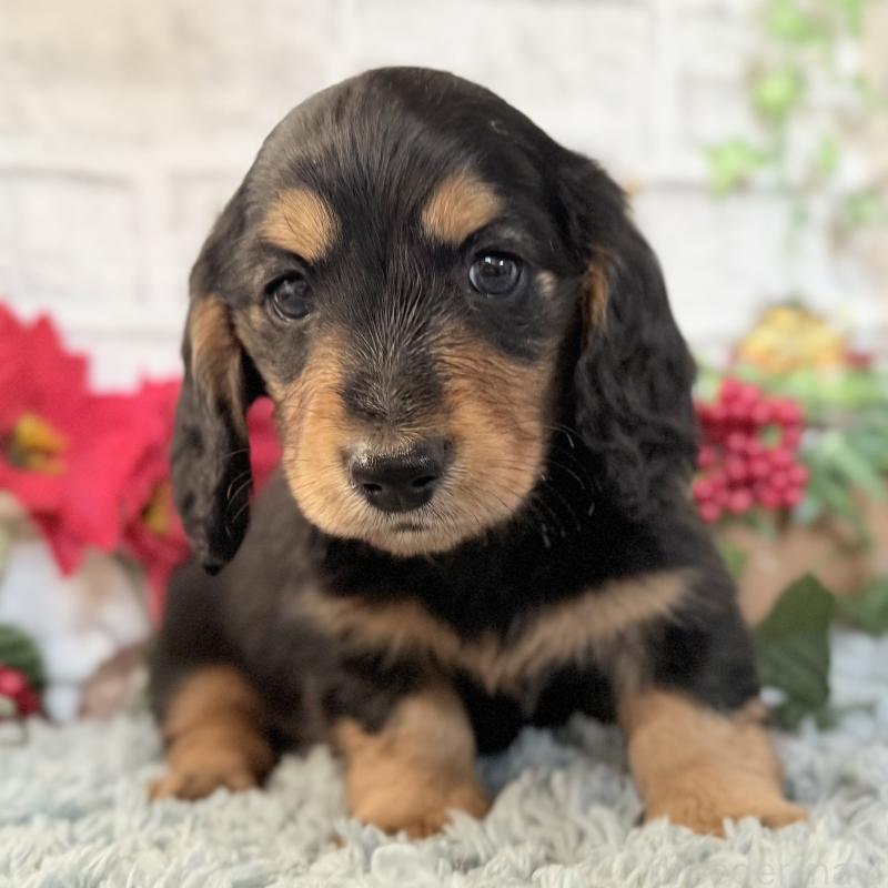 販売中の埼玉県のミニチュアダックスフンド(ロングヘアード)-434170の7枚目