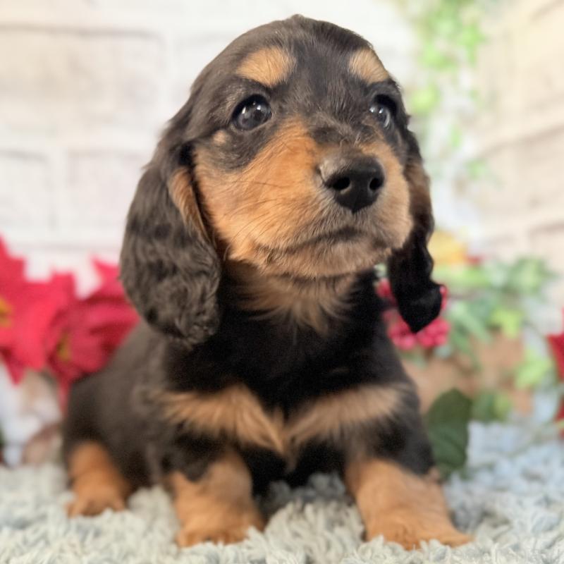 販売中の埼玉県のミニチュアダックスフンド(ロングヘアード)-434170の6枚目