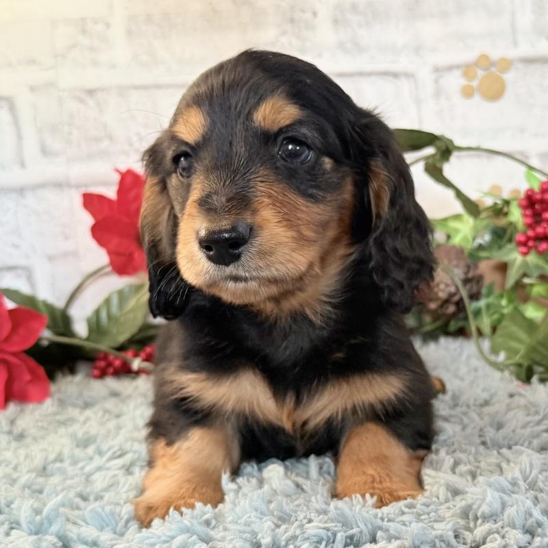 販売中の埼玉県のミニチュアダックスフンド(ロングヘアード)-434170の5枚目