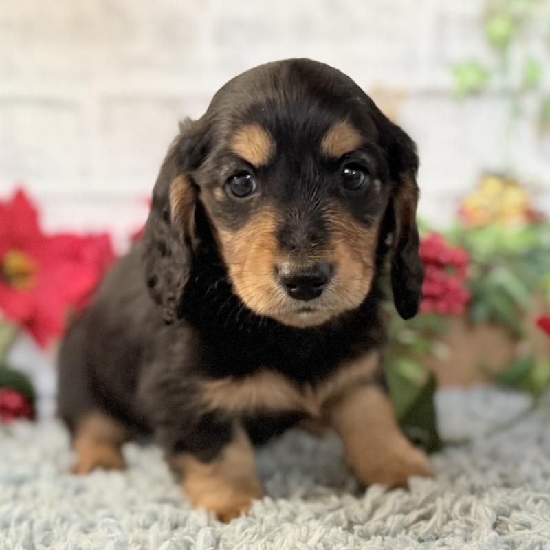 販売中の埼玉県のミニチュアダックスフンド(ロングヘアード)-434170の4枚目