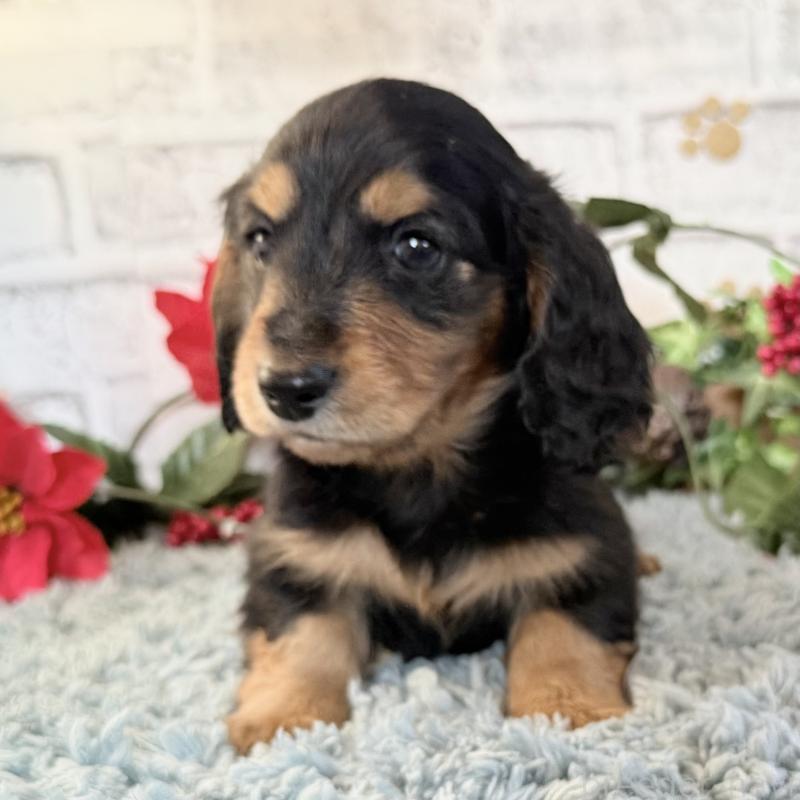 販売中の埼玉県のミニチュアダックスフンド(ロングヘアード)-434170の3枚目