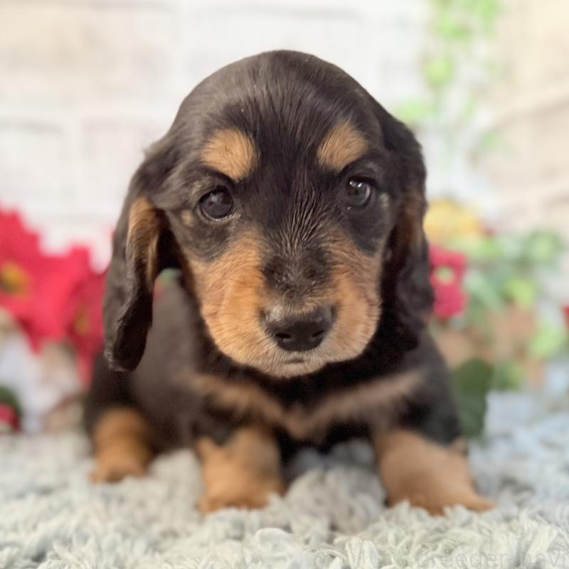 販売中の埼玉県のミニチュアダックスフンド(ロングヘアード)-434170の2枚目