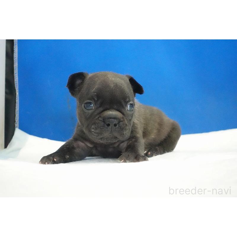 販売中の愛知県のフレンチブルドッグ-434171の11枚目