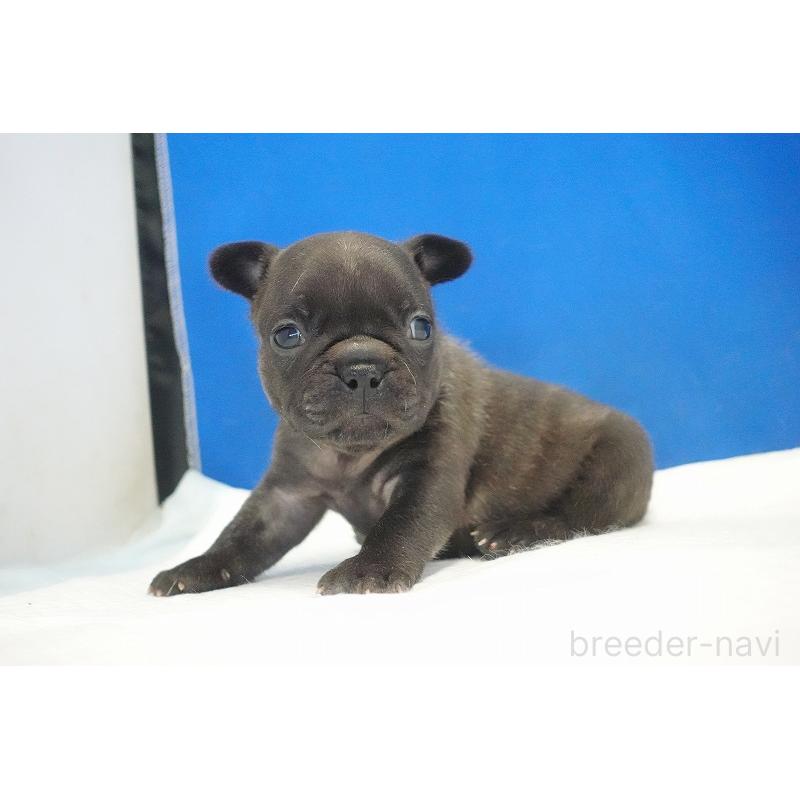 販売中の愛知県のフレンチブルドッグ-434171の10枚目