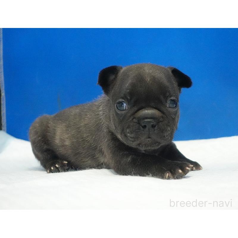 販売中の愛知県のフレンチブルドッグ-434171の9枚目
