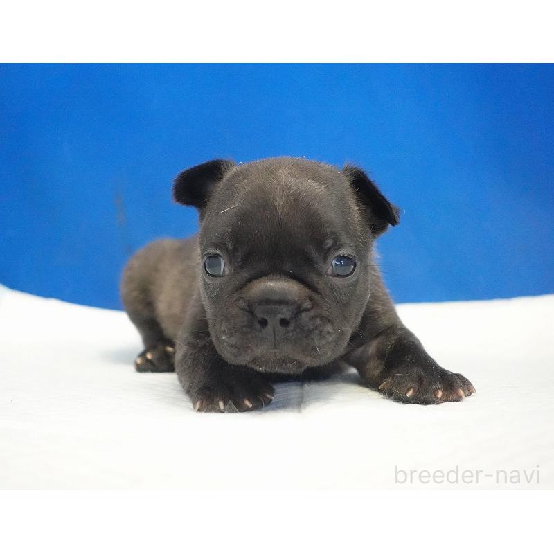 販売中の愛知県のフレンチブルドッグ-434171の7枚目