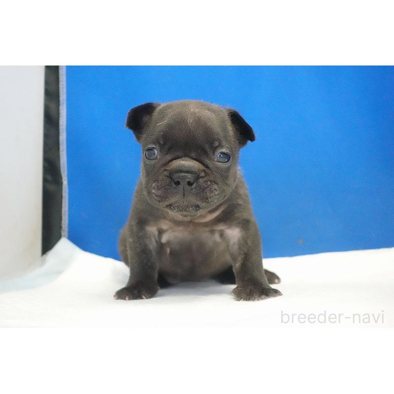販売中の愛知県のフレンチブルドッグ-434171の8枚目