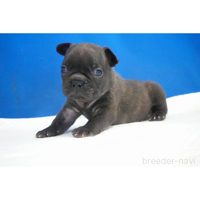 販売中の愛知県のフレンチブルドッグ-434171の6枚目