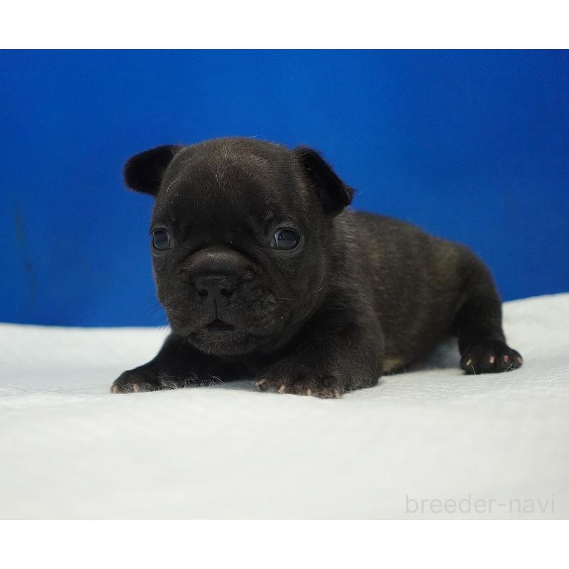 販売中の愛知県のフレンチブルドッグ-434171の4枚目