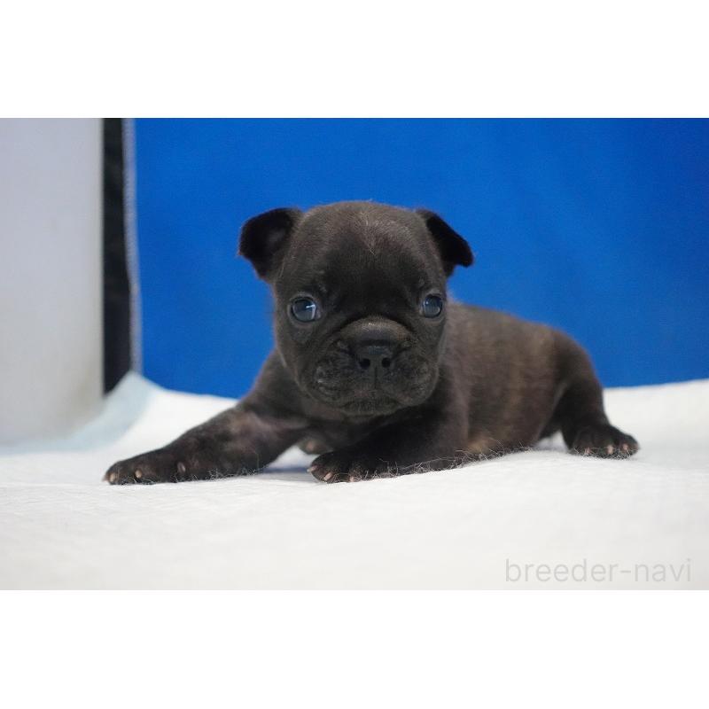 販売中の愛知県のフレンチブルドッグ-434171の2枚目