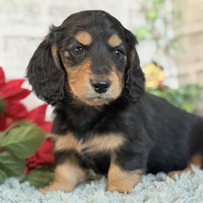 販売中の埼玉県のミニチュアダックスフンド(ロングヘアード)-434172