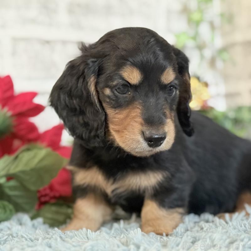 販売中の埼玉県のミニチュアダックスフンド(ロングヘアード)-434172の11枚目