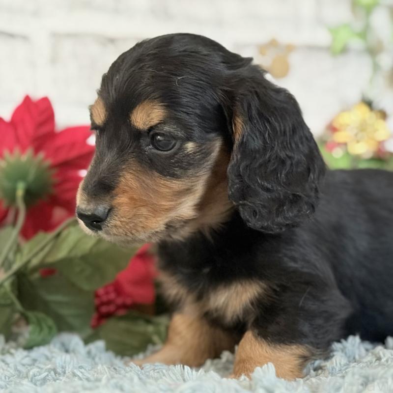 販売中の埼玉県のミニチュアダックスフンド(ロングヘアード)-434172の10枚目