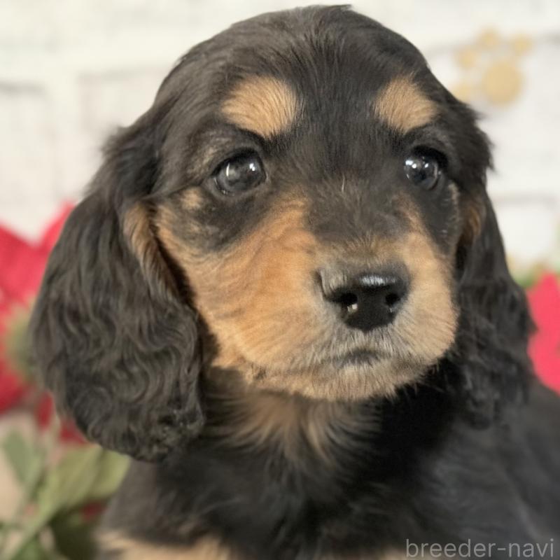 販売中の埼玉県のミニチュアダックスフンド(ロングヘアード)-434172の9枚目