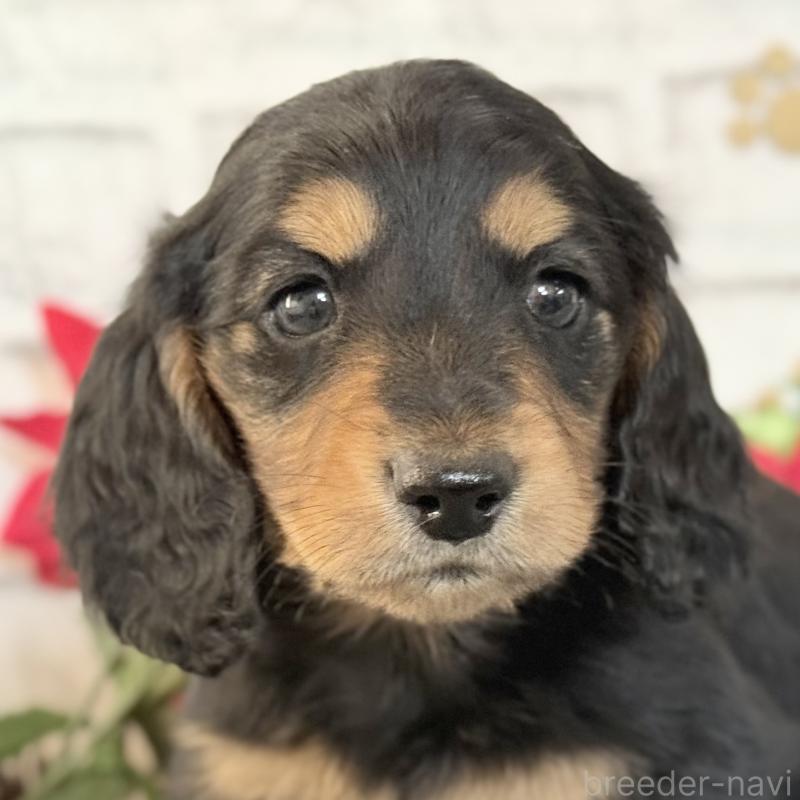 販売中の埼玉県のミニチュアダックスフンド(ロングヘアード)-434172の8枚目