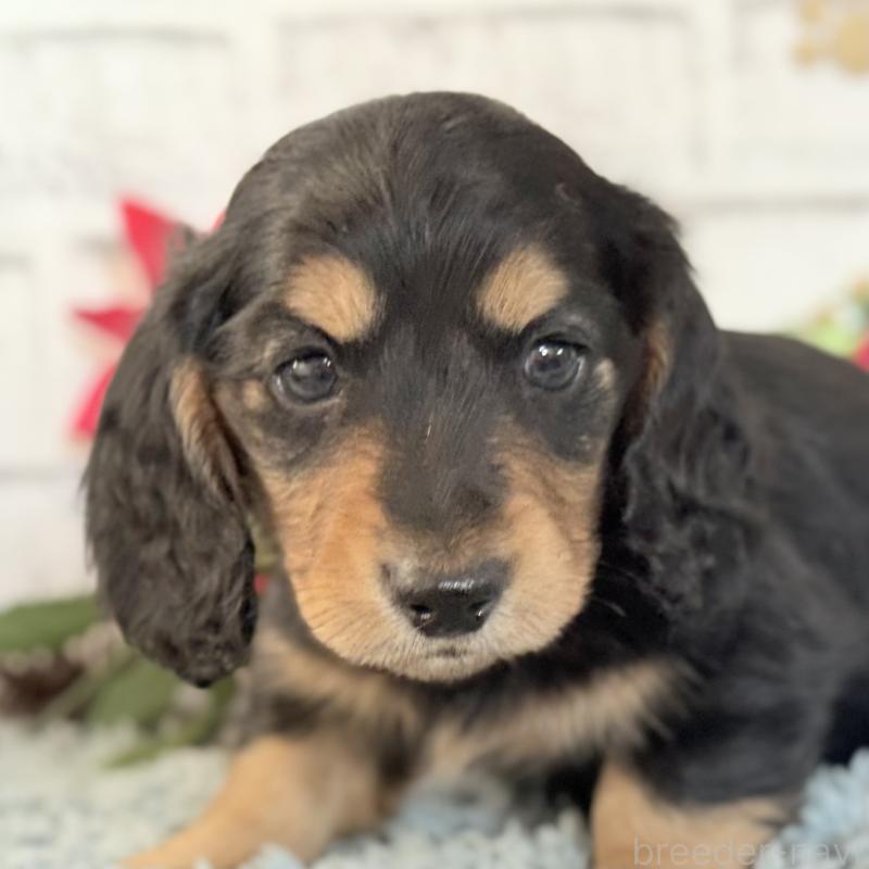 販売中の埼玉県のミニチュアダックスフンド(ロングヘアード)-434172の7枚目