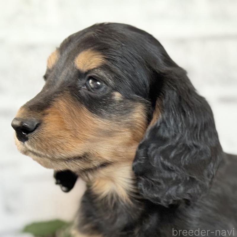 販売中の埼玉県のミニチュアダックスフンド(ロングヘアード)-434172の6枚目