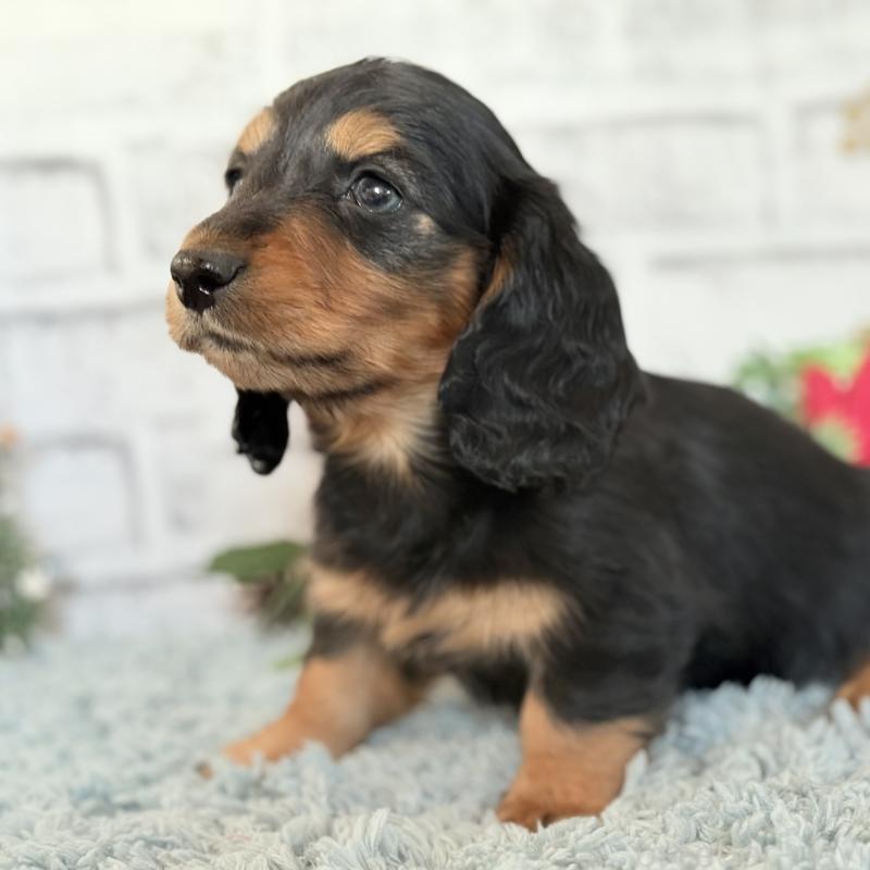 販売中の埼玉県のミニチュアダックスフンド(ロングヘアード)-434172の5枚目