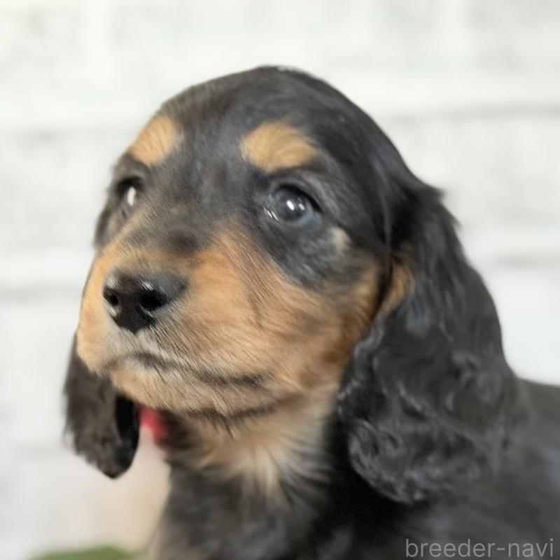 販売中の埼玉県のミニチュアダックスフンド(ロングヘアード)-434172の4枚目