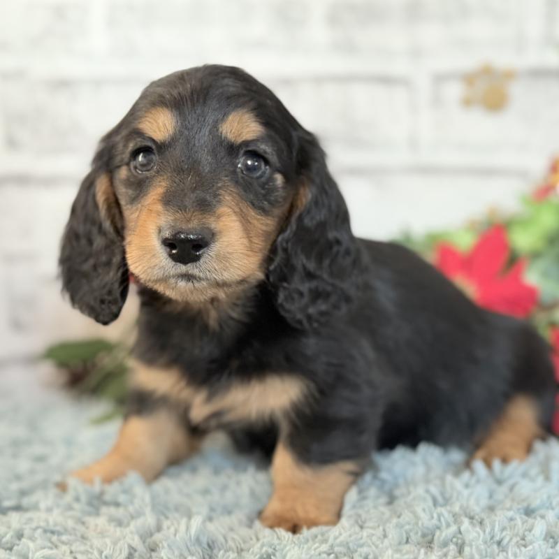 販売中の埼玉県のミニチュアダックスフンド(ロングヘアード)-434172の3枚目