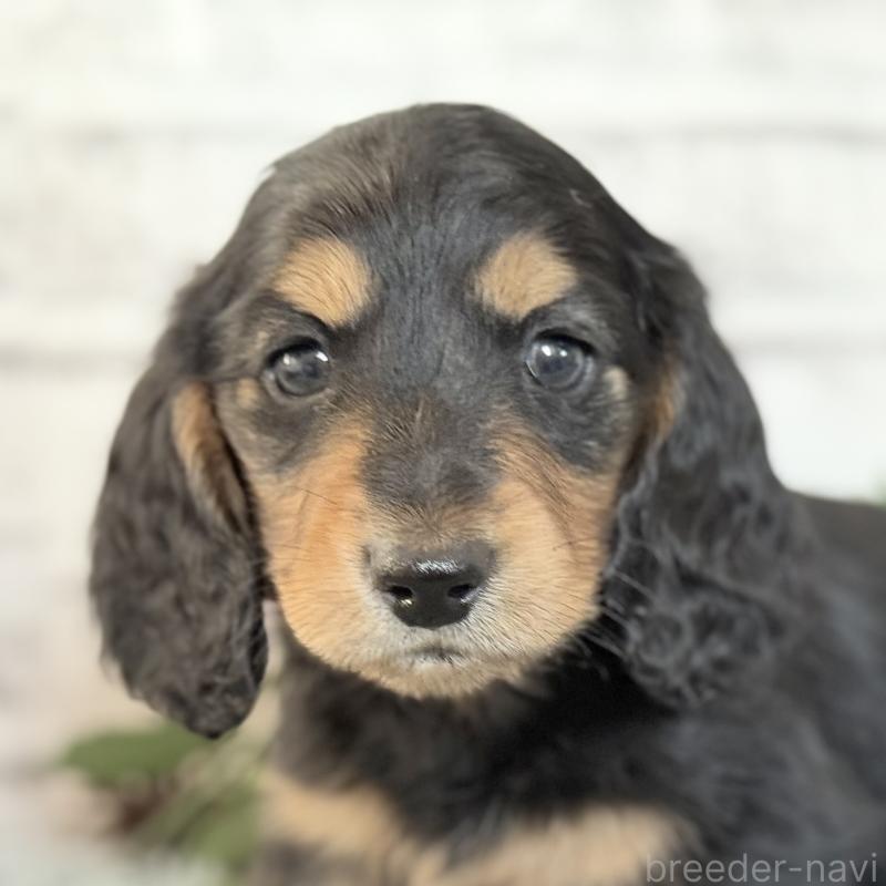 販売中の埼玉県のミニチュアダックスフンド(ロングヘアード)-434172の2枚目