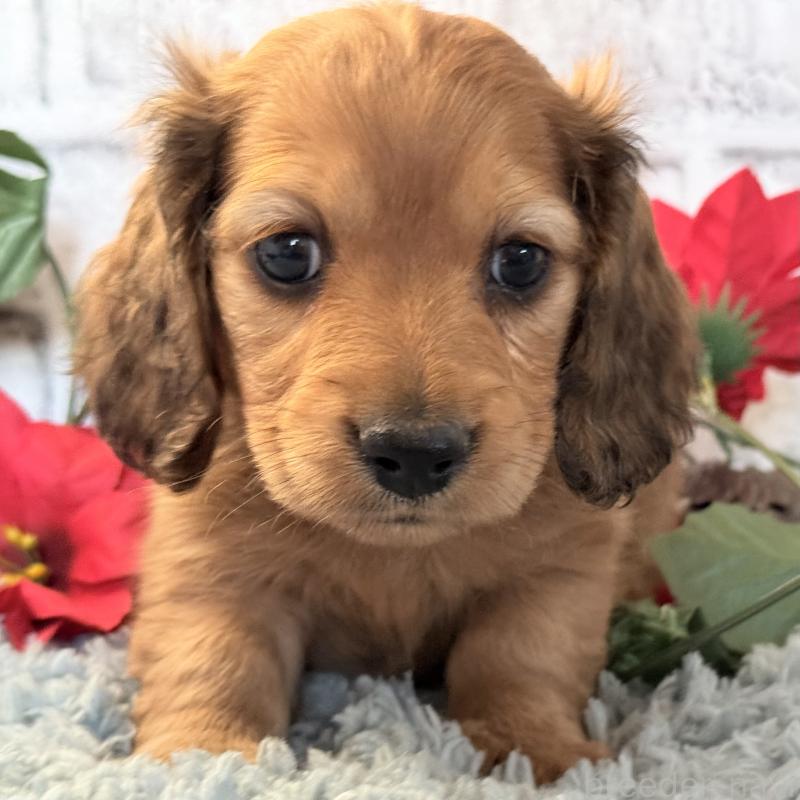 販売中の埼玉県のミニチュアダックスフンド(ロングヘアード)-434174