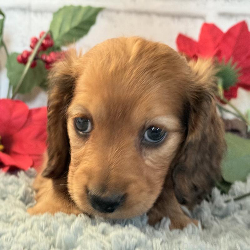 販売中の埼玉県のミニチュアダックスフンド(ロングヘアード)-434174の13枚目