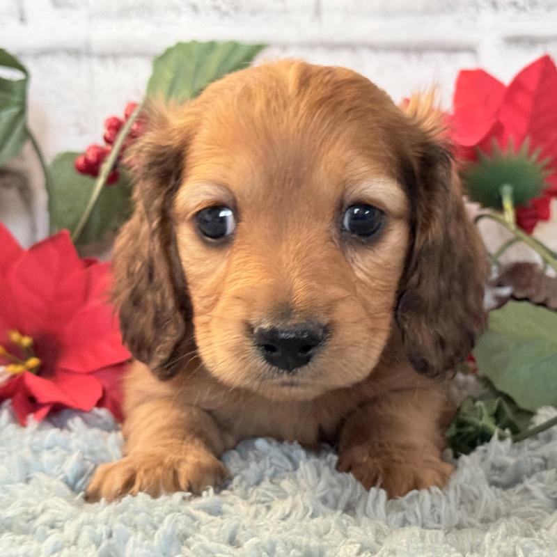 販売中の埼玉県のミニチュアダックスフンド(ロングヘアード)-434174の12枚目