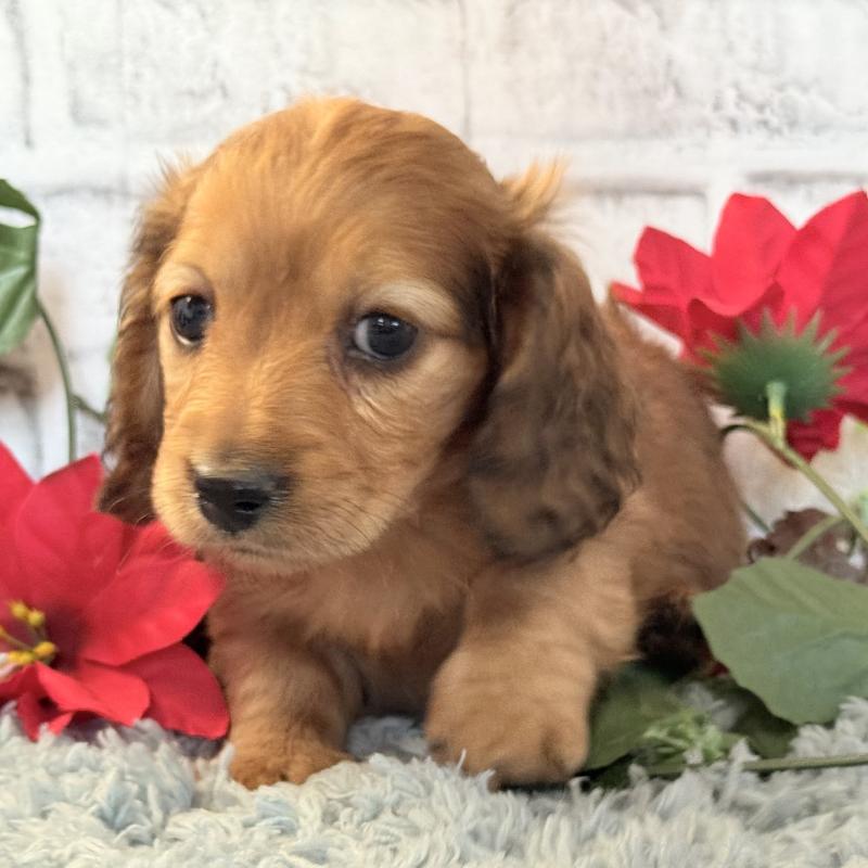 販売中の埼玉県のミニチュアダックスフンド(ロングヘアード)-434174の11枚目