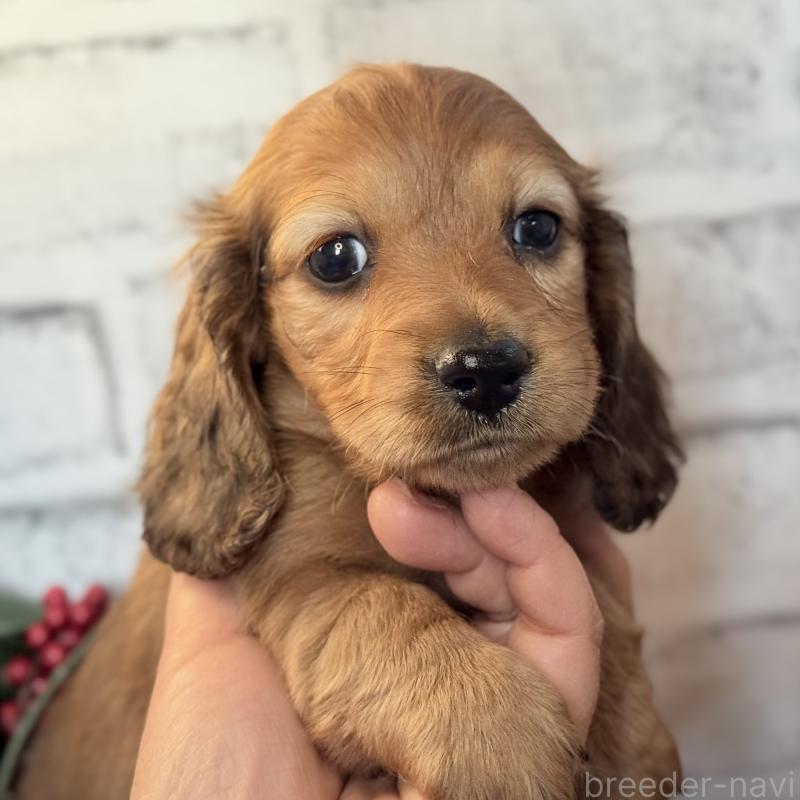 販売中の埼玉県のミニチュアダックスフンド(ロングヘアード)-434174の10枚目