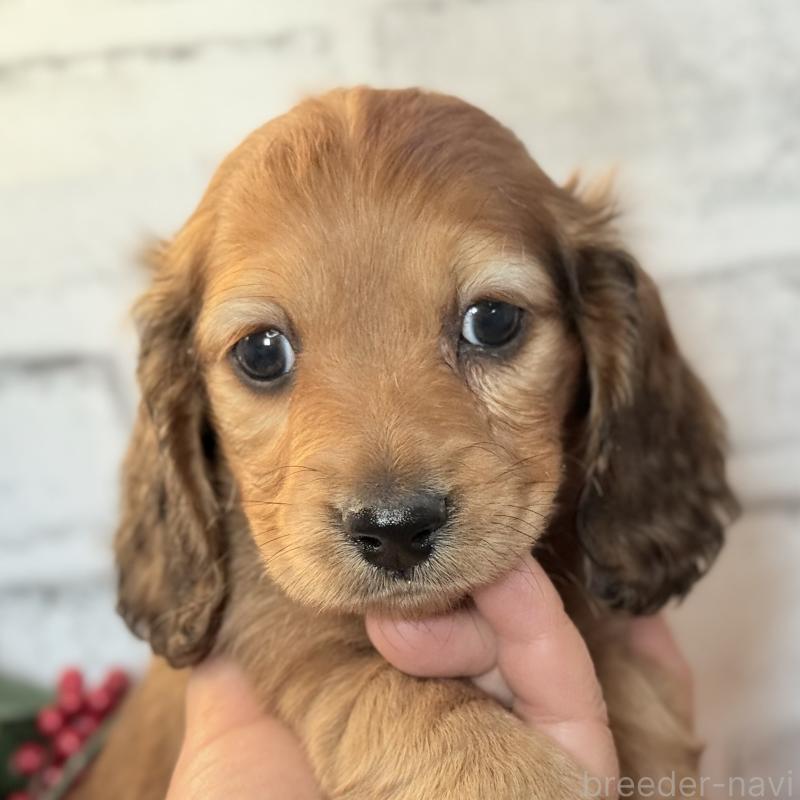 販売中の埼玉県のミニチュアダックスフンド(ロングヘアード)-434174の9枚目