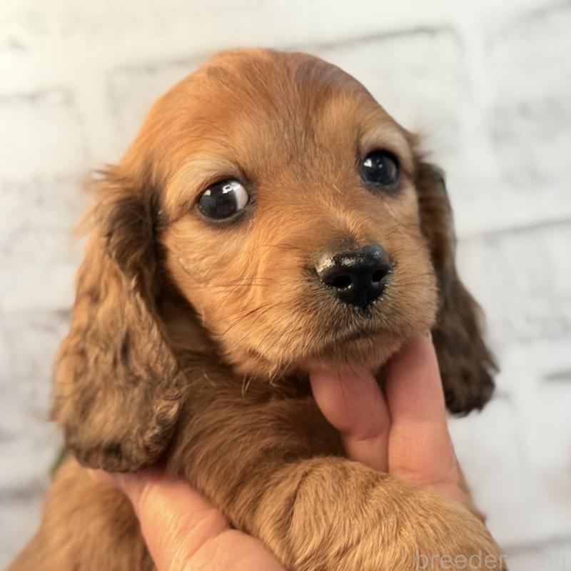 販売中の埼玉県のミニチュアダックスフンド(ロングヘアード)-434174の8枚目