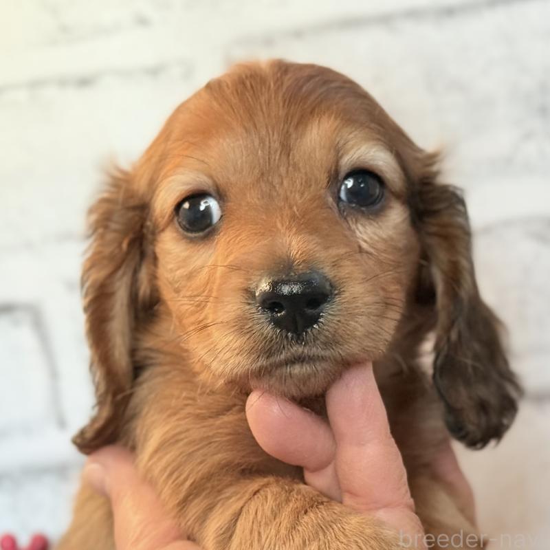 販売中の埼玉県のミニチュアダックスフンド(ロングヘアード)-434174の7枚目