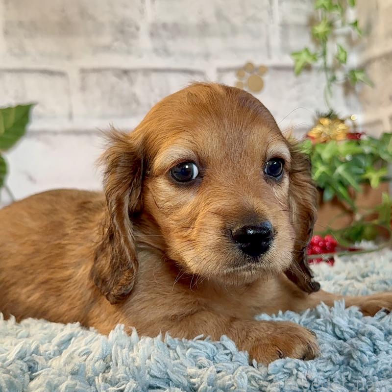 販売中の埼玉県のミニチュアダックスフンド(ロングヘアード)-434174の6枚目