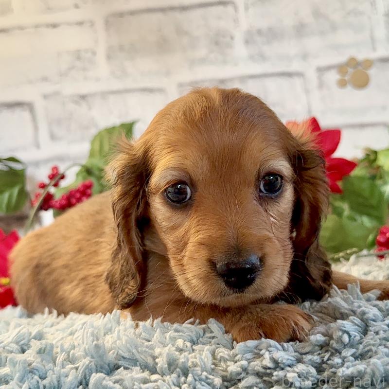 販売中の埼玉県のミニチュアダックスフンド(ロングヘアード)-434174の5枚目