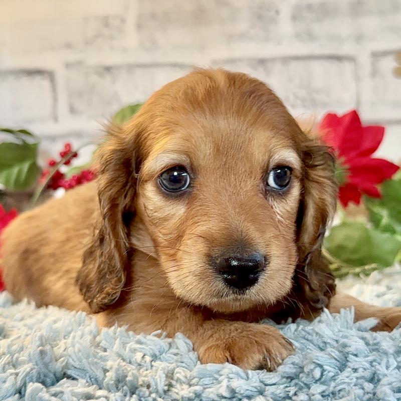 販売中の埼玉県のミニチュアダックスフンド(ロングヘアード)-434174の4枚目