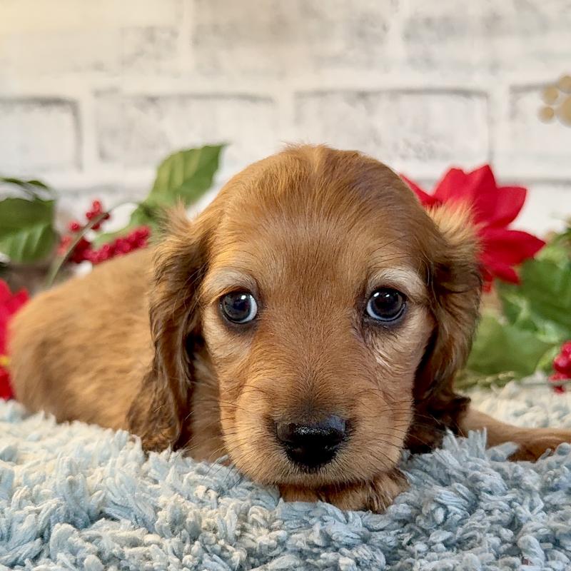 販売中の埼玉県のミニチュアダックスフンド(ロングヘアード)-434174の3枚目