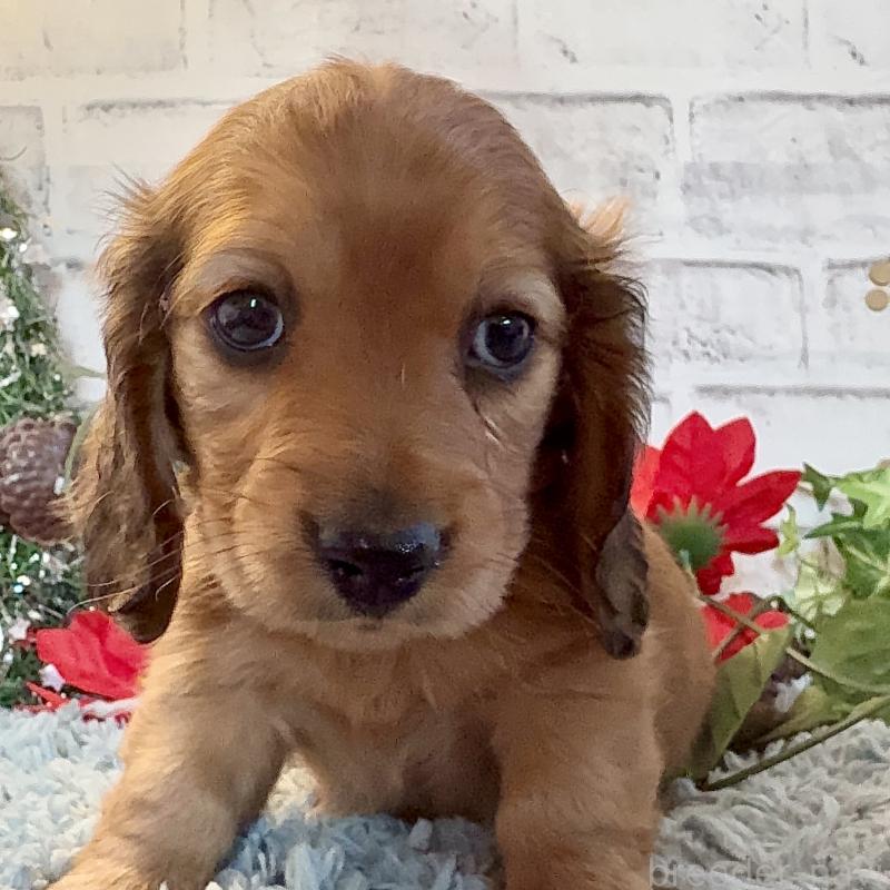 販売中の埼玉県のミニチュアダックスフンド(ロングヘアード)-434174の2枚目