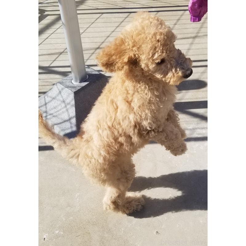 商談中の千葉県のスタンダードプードル-421038の7枚目